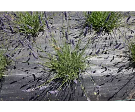 Other Nets & Tarps (Agri.) Anti-Worteldoek + Grondpennen - 2m x 25m - 100g/m2 - Rol - Zwart