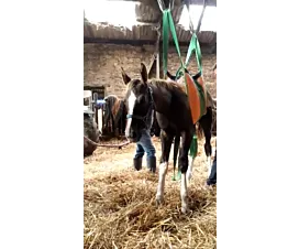 All Animal Lifting Harnesses Animal lifting harness - 8 sewn handles - Custom-made All Animal Lifting Harnesses Animal lifting harness - 8 sewn handles - Custom-made